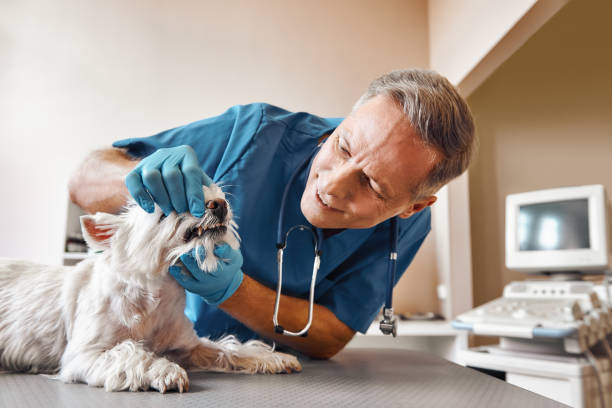 Best Emergency Dental Care for Abscessed Tooth in Crothersville, IN